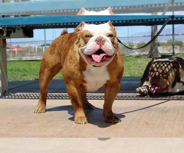 Medium Photo #1 Bulldog Puppy For Sale in LAS VEGAS, NV, USA