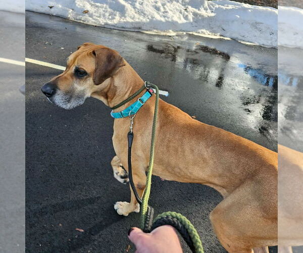 Medium Photo #4 Great Dane Puppy For Sale in Bullard, TX, USA
