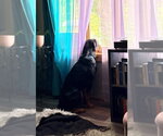 Small Photo #4 Rottweiler Puppy For Sale in Andover, MN, USA