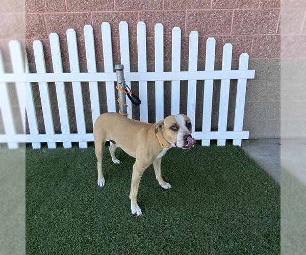 Medium Photo #1 Mutt Puppy For Sale in Modesto, CA, USA