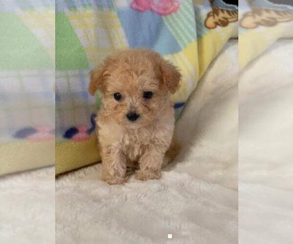 Medium Photo #10 Poodle (Toy) Puppy For Sale in MIAMI, FL, USA