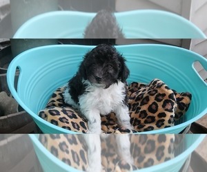 Maltipoo Puppy for sale in MODESTO, CA, USA