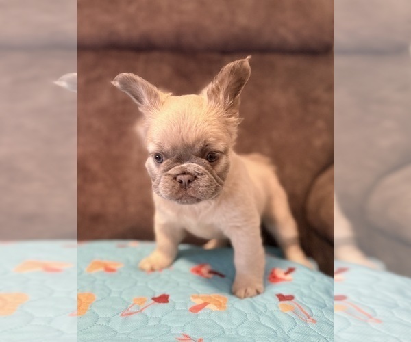 Medium Photo #2 French Bulldog Puppy For Sale in WOODBRIDGE, VA, USA