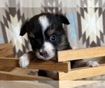 Small #2 Miniature Australian Shepherd