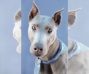 Doberman Pinscher-Unknown Mix Dogs for adoption in Pasadena, CA, USA