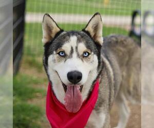 Siberian Husky-Unknown Mix Dogs for adoption in San Antonio, TX, USA
