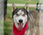 Small Siberian Husky Mix