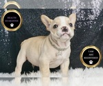 Small #5 French Bulldog