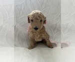 Puppy Puppy 2 Poodle (Standard)