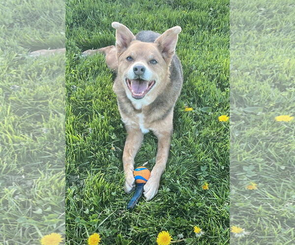 Medium Photo #11 Mutt Puppy For Sale in Lockport, NY, USA
