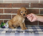Small #3 Cavapoo (Miniature)