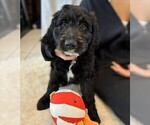 Small Photo #43 Goldendoodle Puppy For Sale in FORT LAUDERDALE, FL, USA