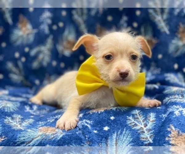 Medium Photo #6 Chipin Puppy For Sale in LAKELAND, FL, USA
