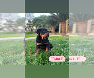 Rottweiler Puppy for sale in ELDERWOOD, CA, USA