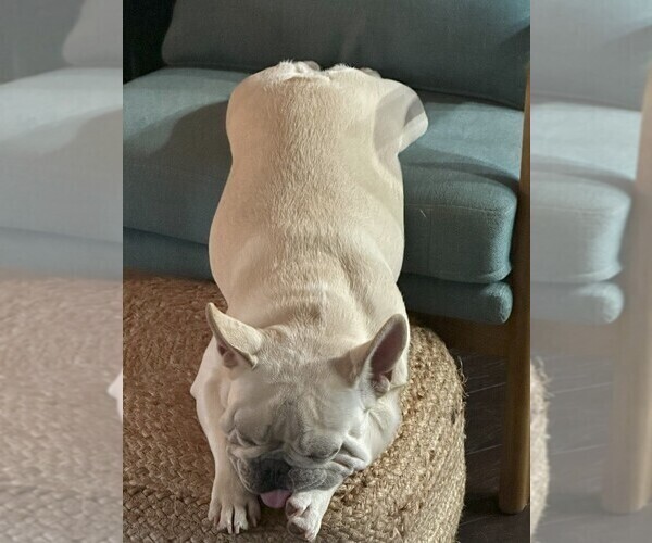 Medium Photo #1 French Bulldog Puppy For Sale in OPP, AL, USA