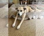 Small #1 Labrador Retriever Mix