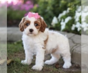 Cavalier King Charles Spaniel-Poodle (Toy) Mix Puppy for sale in MATTOON, IL, USA