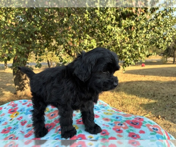 Medium Photo #6 Aussiedoodle Miniature  Puppy For Sale in OKLAHOMA CITY, OK, USA