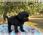 Small Photo #6 Aussiedoodle Miniature  Puppy For Sale in OKLAHOMA CITY, OK, USA