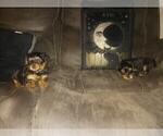 Small Photo #1 YorkiePoo Puppy For Sale in RICHMOND, VA, USA