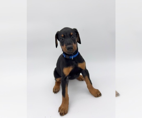 Medium Photo #11 Doberman Pinscher Puppy For Sale in RIVERDALE, MD, USA