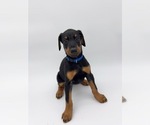 Small Photo #11 Doberman Pinscher Puppy For Sale in RIVERDALE, MD, USA
