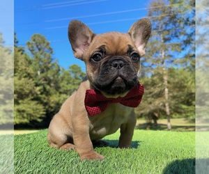 French Bulldog Puppy for sale in LOCUST GROVE, GA, USA