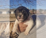 Puppy Puppy 1 Chinese Shar-Pei