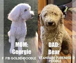 Father of the Goldendoodle puppies born on 10/18/2022