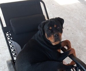 Mother of the Rotticorso puppies born on 02/13/2026