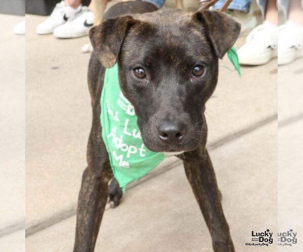 Medium Photo #6 Labrador Retriever-Unknown Mix Puppy For Sale in Washington, DC, USA