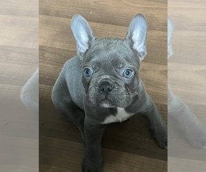 French Bulldog Puppy for sale in ST AUG BEACH, FL, USA