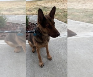 German Shepherd Dog Puppy for sale in FORT WAYNE, IN, USA