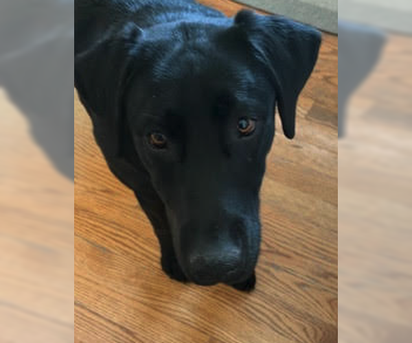 Medium Photo #3 Mutt Puppy For Sale in Plainfield, IL, USA