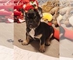Small #3 French Bulldog