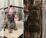 Small French Bulldog