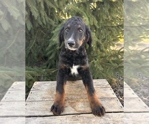 Bernedoodle (Miniature) Puppy for sale in MIDDLEBURY, IN, USA