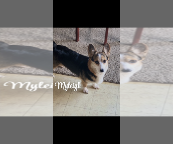 Medium Photo #1 Pembroke Welsh Corgi Puppy For Sale in DOWNING, MO, USA