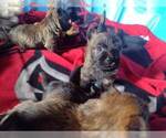 Small Photo #8 Cairn Terrier Puppy For Sale in WHITEWOOD, SD, USA