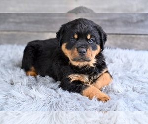 Rottweiler Puppy for sale in MILLERSBURG, OH, USA