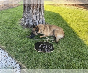 Mother of the Belgian Malinois puppies born on 05/30/2021