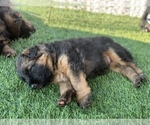 Small #15 German Shepherd Dog