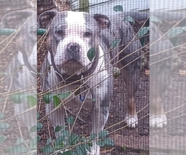 Medium Photo #1 American Bully-Pit Puppy For Sale in DYESS, AR, USA