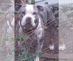 Small Photo #1 American Bully-Pit Puppy For Sale in DYESS, AR, USA