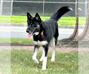 Mutt Dogs for adoption in Spring Lake, NJ, USA