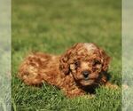 Small #2 Cavapoo (Miniature)