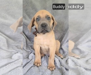 Cane Corso Puppy for sale in MINERAL WELLS, WV, USA