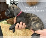 Puppy Xena Cane Corso