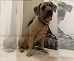Small Photo #5 Cane Corso Puppy For Sale in DENTSVILLE, MD, USA