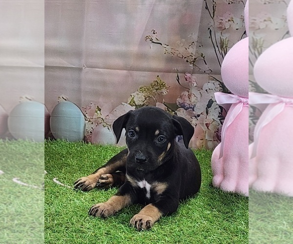 Medium Photo #4 Catahoula Leopard Dog Puppy For Sale in CUMBY, TX, USA